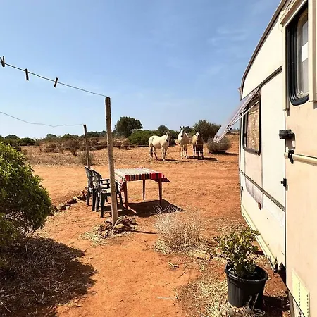 Michas Caravan For 2 The Herd Of Horses From Your Bed Holiday home Barao de Sao Joao